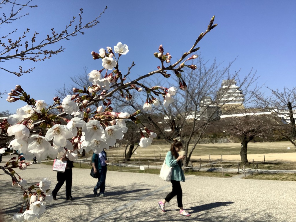 咲き始めの姫路城